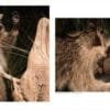 Wildlife Conservation -Bryce Canyon Wildlife Conservation Museum, Raccoon