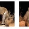 Wildlife Conservation -Bryce Canyon Wildlife Conservation Museum, African animals