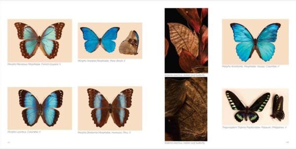 Wildlife Conservation -Bryce Canyon Wildlife Conservation Museum, Butterflies