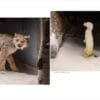 Wildlife Conservation -Bryce Canyon Wildlife Conservation Museum, North American Lynx