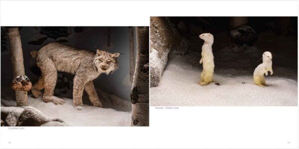 Wildlife Conservation -Bryce Canyon Wildlife Conservation Museum, North American Lynx