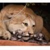 Wildlife Conservation -Bryce Canyon Wildlife Conservation Museum, Mountain Lion with Cubs