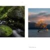 Rhapsody in Green, 2017, and Weeping Willow, 2019