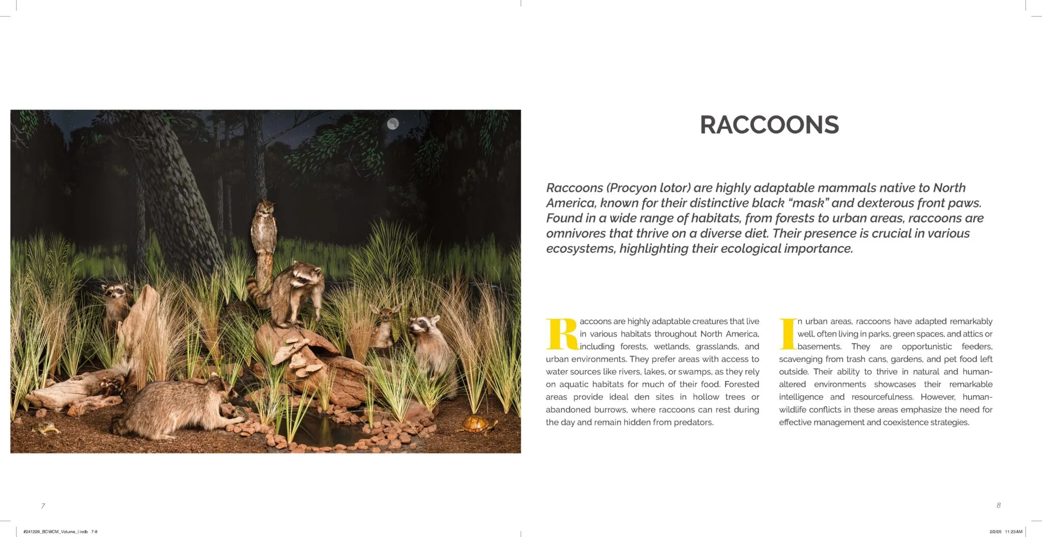 Raccoons