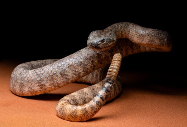 Exclusive: Wildlife Conservation Book Photo Prints For Customers Who Bought the Book