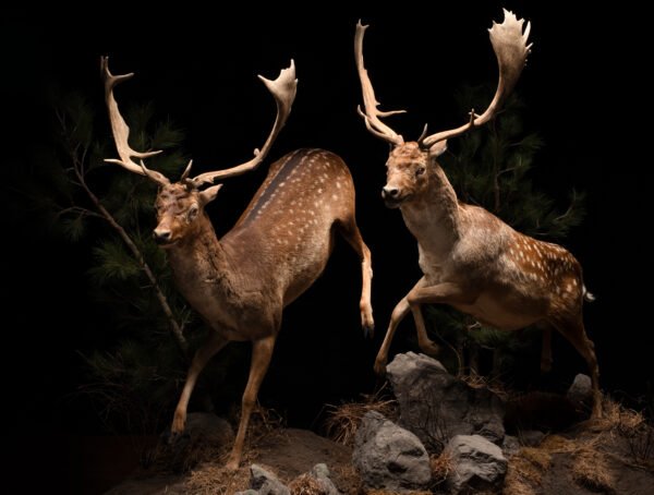 Exclusive: Wildlife Conservation Book Photo Prints For Customers Who Bought the Book