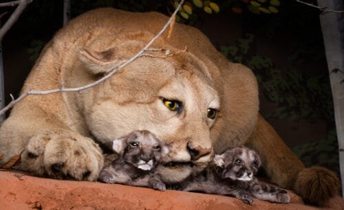 Exclusive: Wildlife Conservation Book Photo Prints For Customers Who Bought the Book