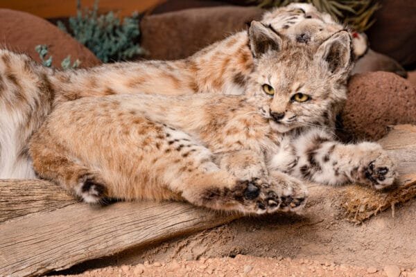 Exclusive: Wildlife Conservation Book Photo Prints For Customers Who Bought the Book