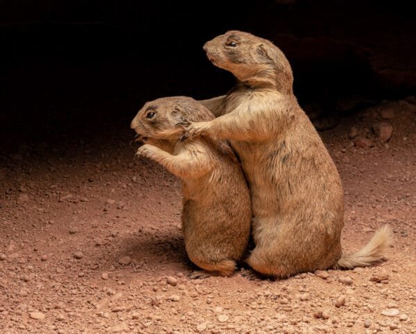 Exclusive: Wildlife Conservation Book Photo Prints For Customers Who Bought the Book