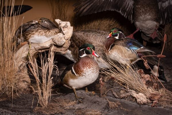 Exclusive: Wildlife Conservation Book Photo Prints For Customers Who Bought the Book