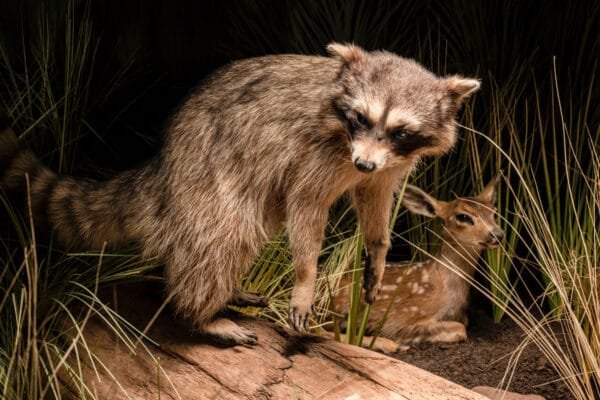 Exclusive: Wildlife Conservation Book Photo Prints For Customers Who Bought the Book